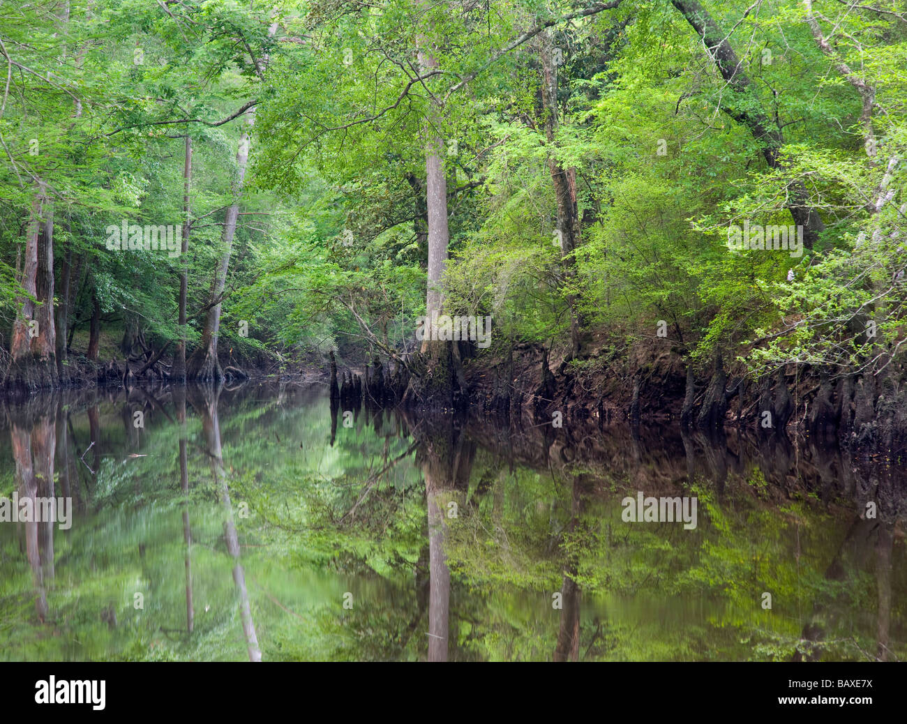 Saline Bayou National Scenic River, Winn Ranger District, Kisatchie National Forest, Louisiana Stock Photo
