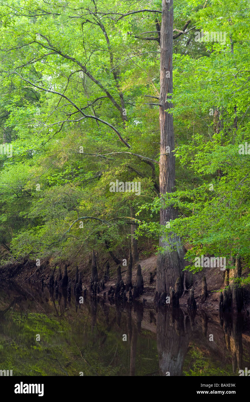 Saline Bayou National Scenic River Winn Ranger District Kisatchie National Forest Louisiana Stock Photo