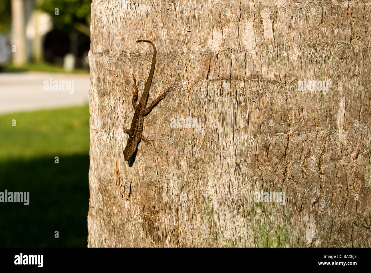 Small lizard on teh trunk of a tree Stock Photo