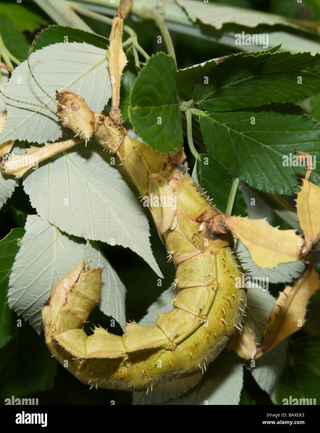 Large tropical insect among the green leaves Stock Photo - Alamy