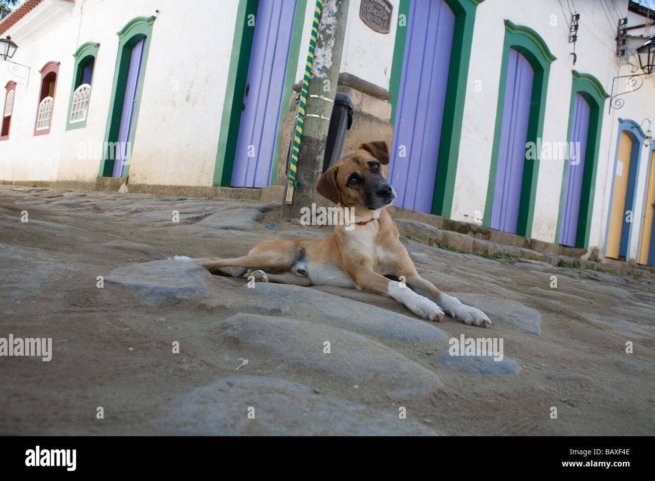 Dog Brasil Royalty-Free Images, Stock Photos & Pictures