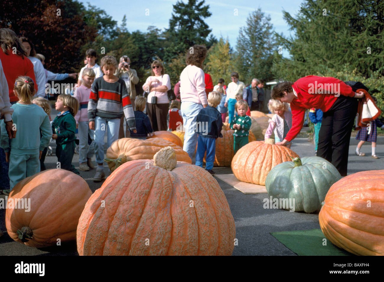 Growing giant pumpkins hires stock photography and images Alamy