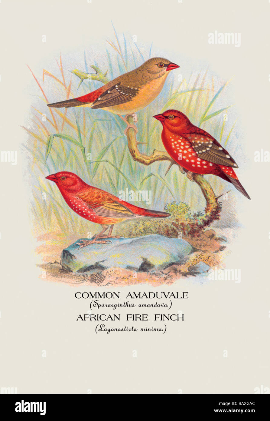 Fire finch hi-res stock photography and images - Alamy