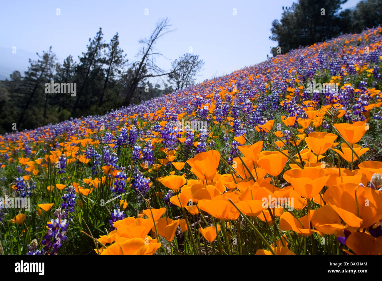 California Poppies and Lupine, Figueroa Mountain, Los Padres National Forest, Santa Ynez Valley Stock Photo