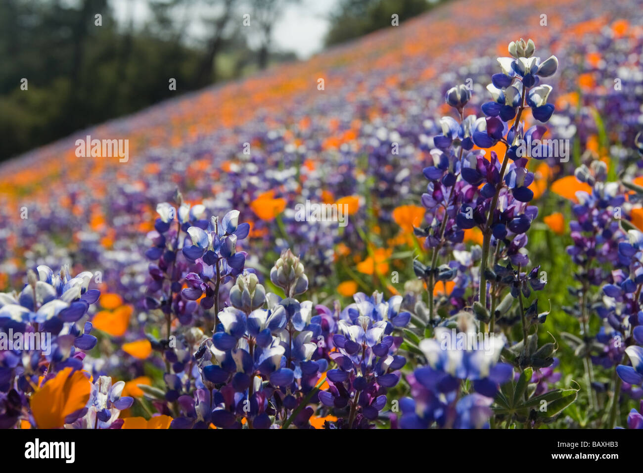 California Poppies and Lupine, Figueroa Mountain, Los Padres National Forest, Santa Ynez Valley Stock Photo