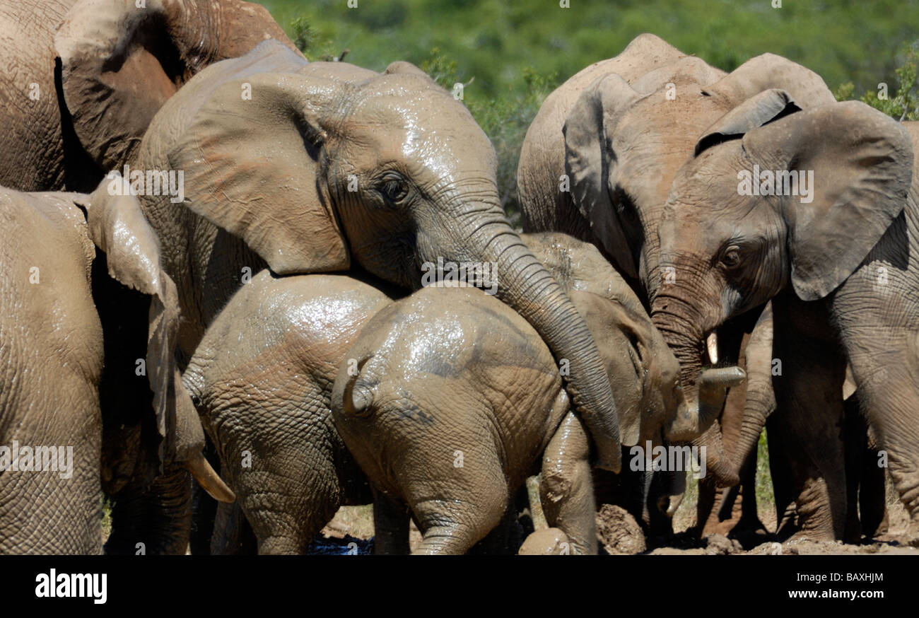 A group of female African Elephants (Loxodonta africana) enjoy the
