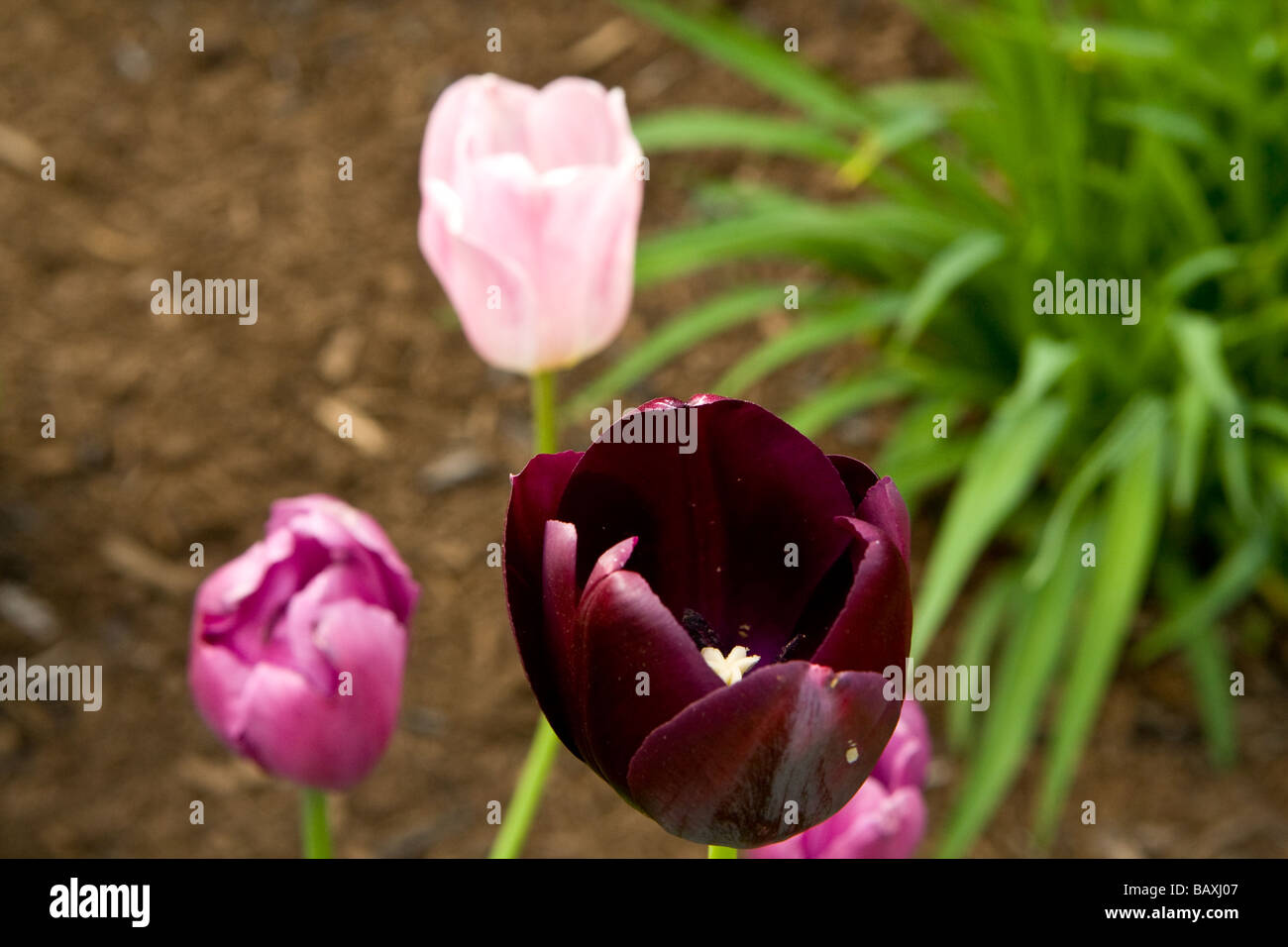 Tulips blooming in spring time Columbus Ohio Stock Photo