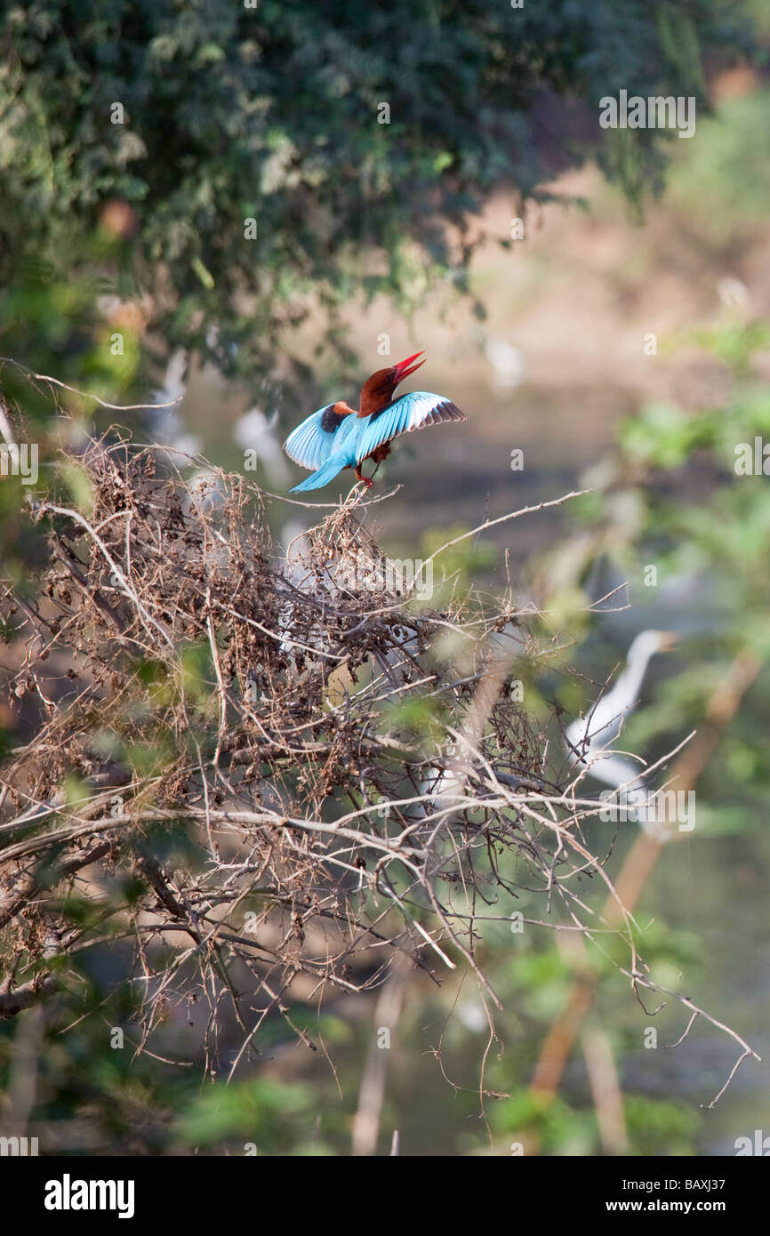 White Throated Kingfisher in Keoladeo Bird Sanctuary in Bharatpur India Stock Photo