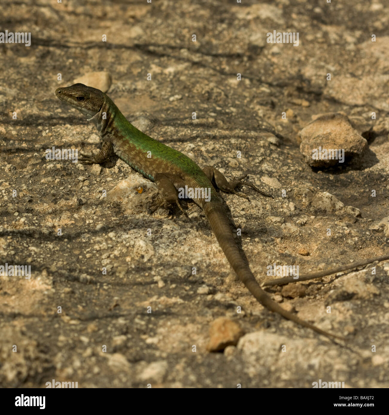 A Wall Lizard (Lacerta filfolensis or Gremxula, Dorbi) amongst the rocks on Comino. They are endemic to the Maltese Islands. Stock Photo