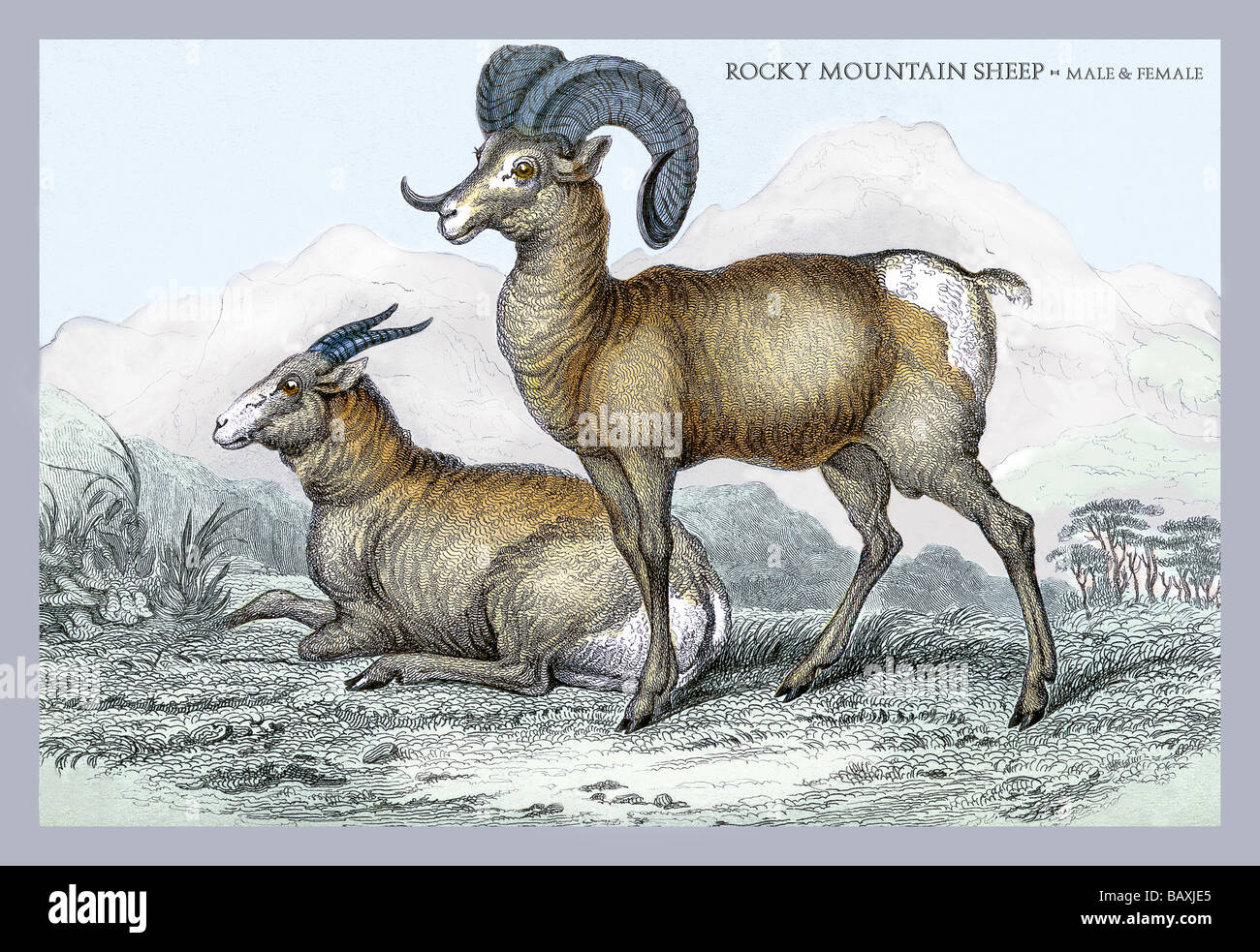 Rocky Mountain Sheep - Male & Female Stock Photo - Alamy