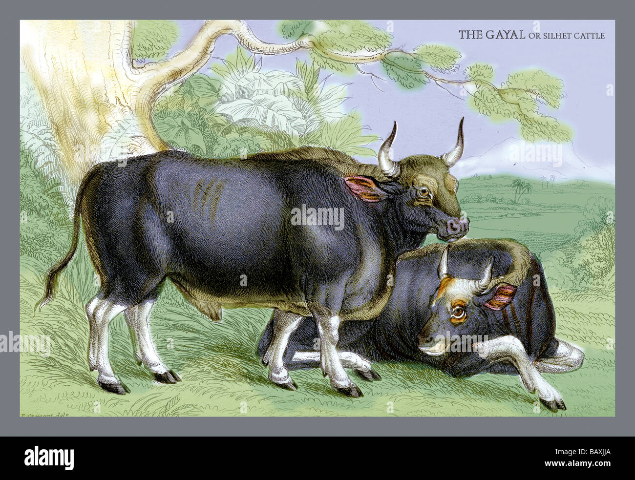 Gayal hi-res stock photography and images - Alamy Gayal hi-res stock photography and images - Alamy