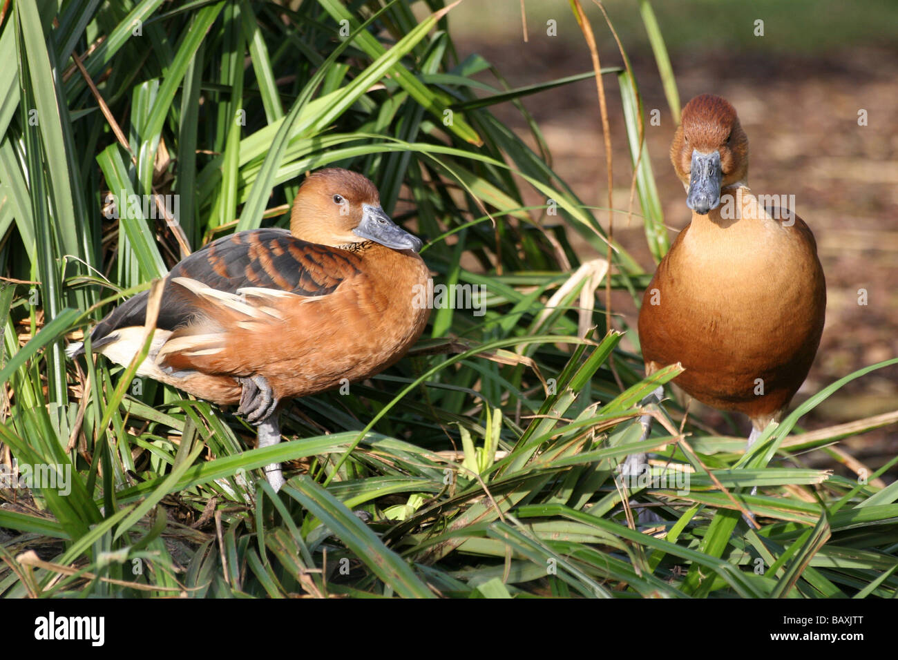 Two Fulvous Whistling Ducks Dendrocygna bicolor Stood In Reeds At Martin Mere WWT, Lancashire UK Stock Photo