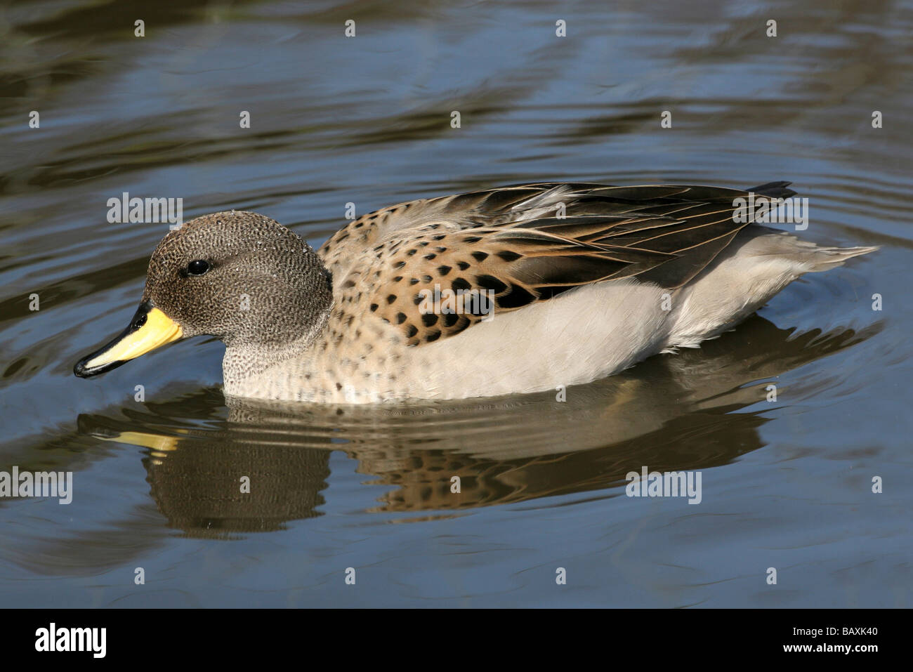 Sharp-winged Teal Anas flavirostris oxyptera (subspecies of Yellow-billed Teal) Swimming At Martin Mere WWT, Lancashire UK Stock Photo