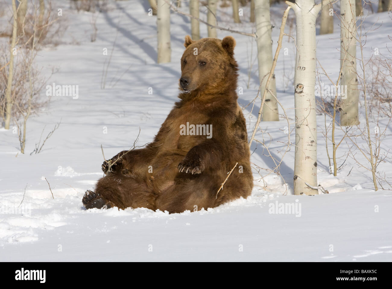 Grizzly bear sitting in snow Stock Photo - Alamy