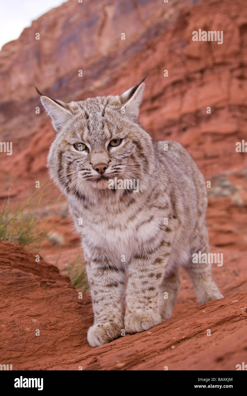 Bobcat, Lynx rufus Stock Photo - Alamy