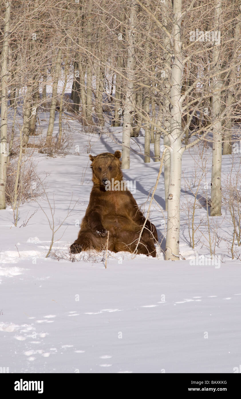 Grizzly bear sitting in wood in snow Stock Photo - Alamy