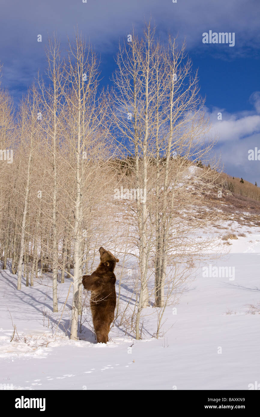 Grizzly bear standing and looking up at aspen tree Stock Photo