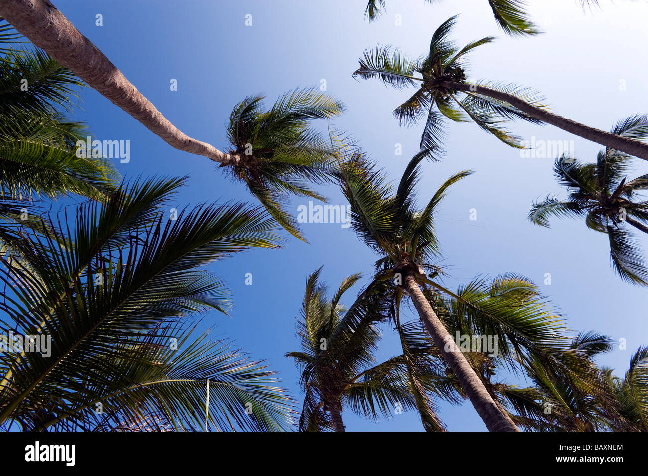 Palm trees at Diani Beach, Coast, Kenya Stock Photo