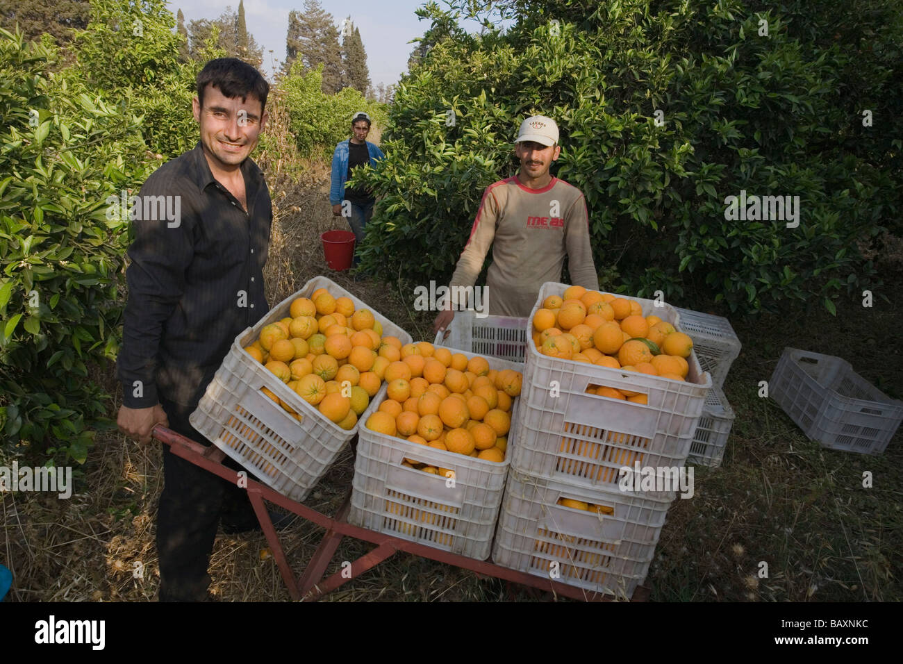 Two men carrying baskets full of oranges, Orange harvest, orange grove,  agriculture, Guezelyurt, Morfou, North Cyprus, Cyprus Stock Photo - Alamy