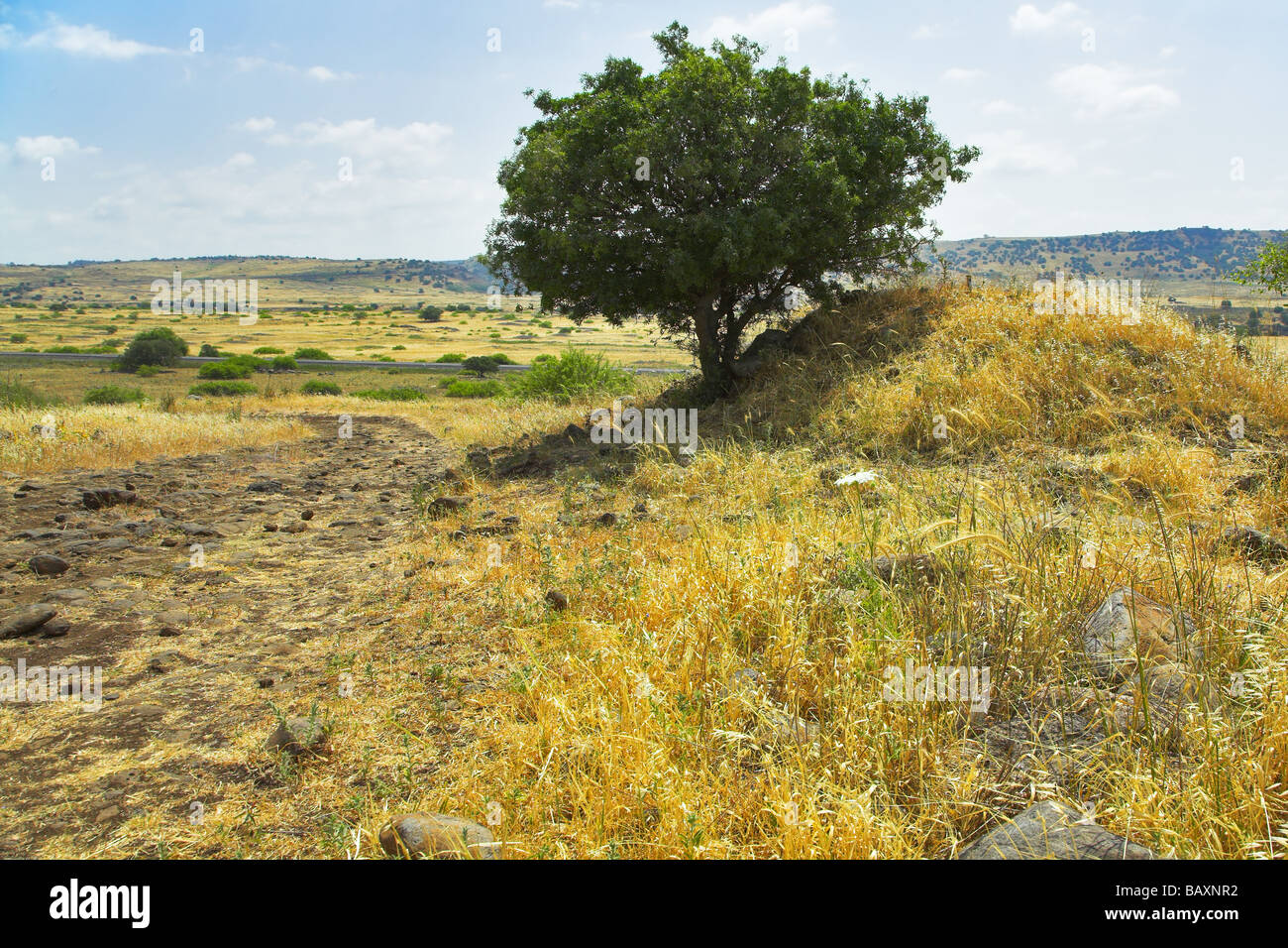 Nature background dry grass hi-res stock photography and images - Alamy