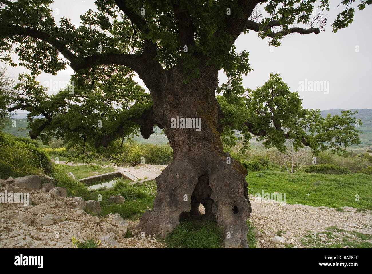 Hundred year old oak tree hires stock photography and images Alamy