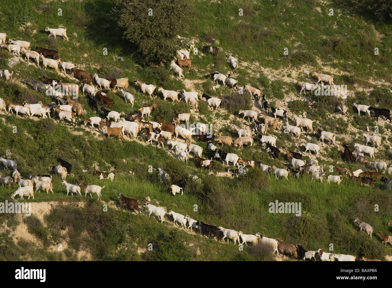 Mountain goats cyprus hi-res stock photography and images - Alamy