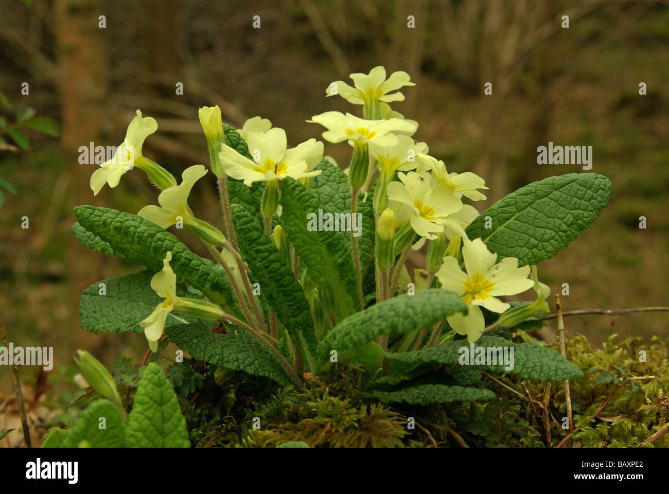 Primroses - Primula vulgaris Stock Photo