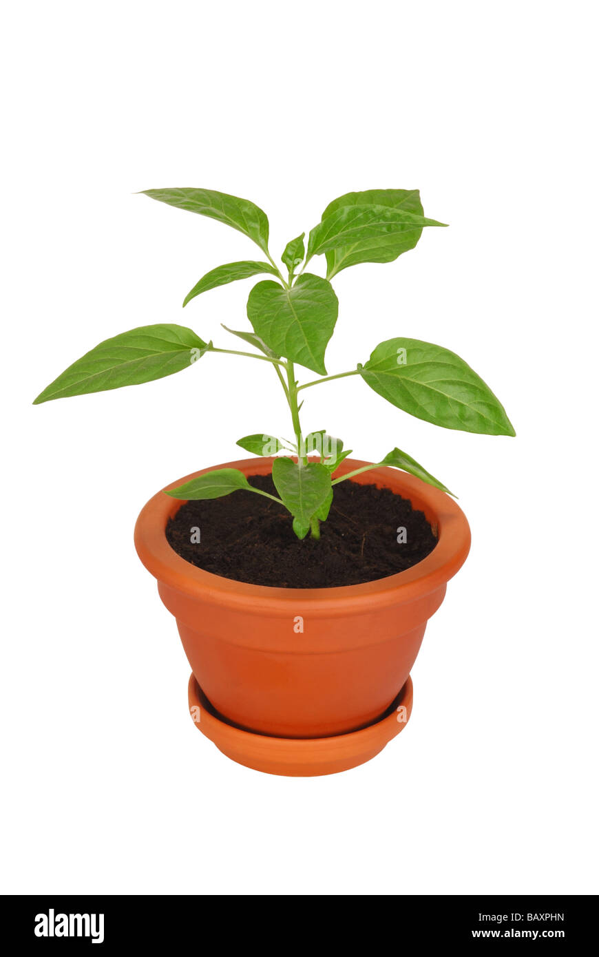 Green plant green plants Cut Out Stock Images & Pictures - Alamy
