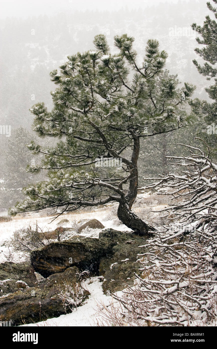 Lone tree in the snow - Rocky Mountain National Park - Estes Park, Colorado Stock Photo