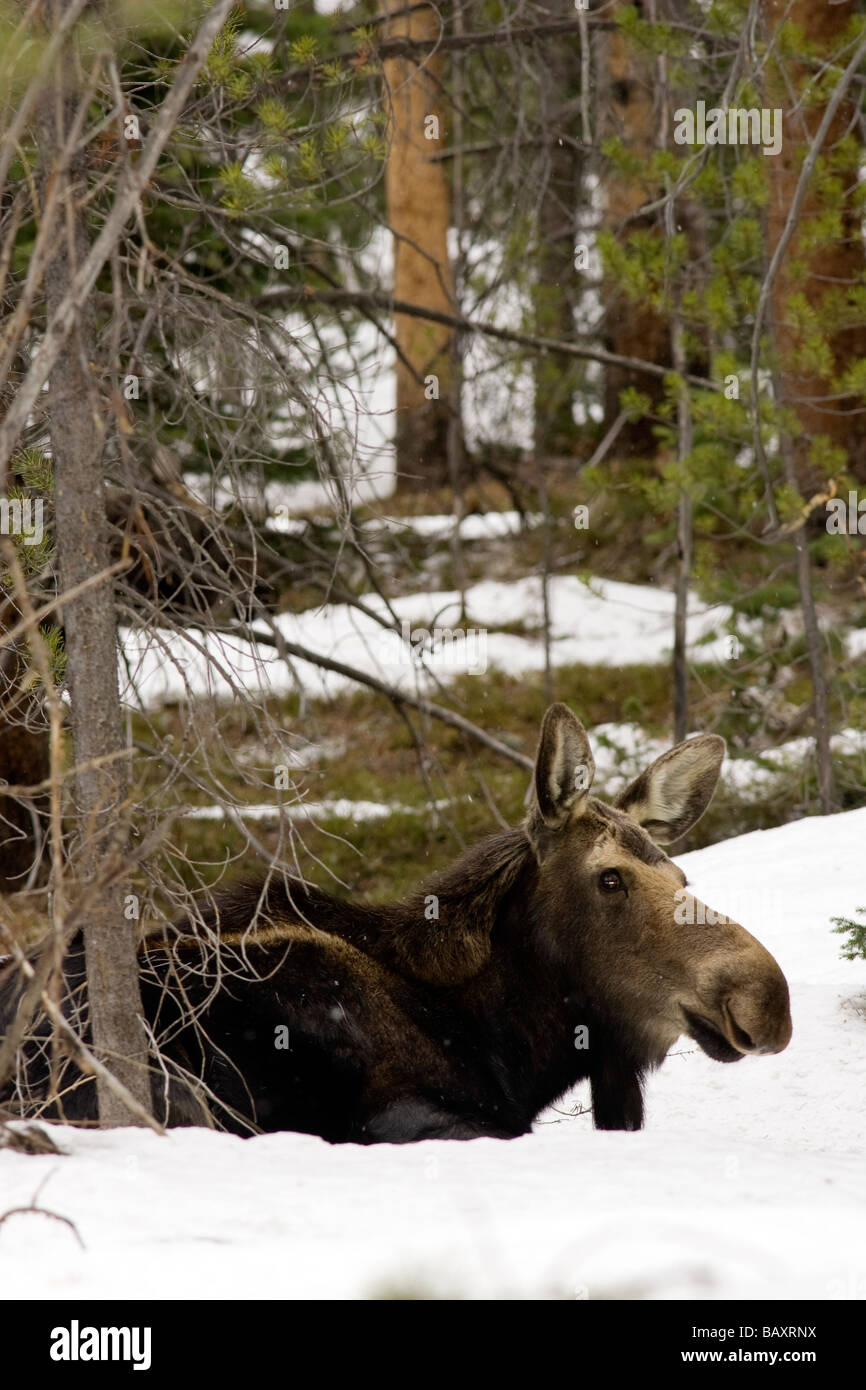 Sit Moose Moose sitting in snow - Rocky Mountain National Park - Grand Lake ...