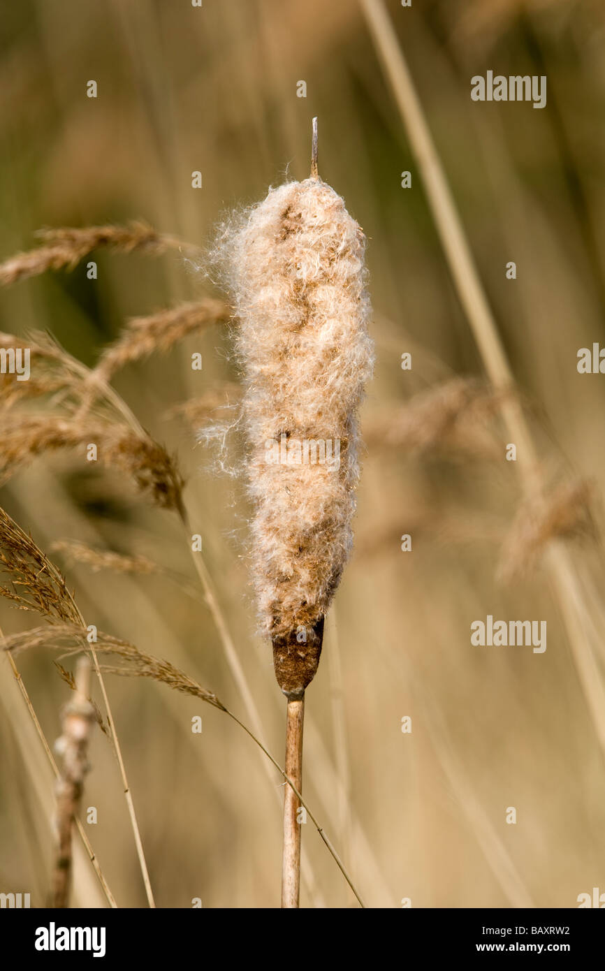 Bull Rush ( Typha latifolia ) in Marshland Stock Photo