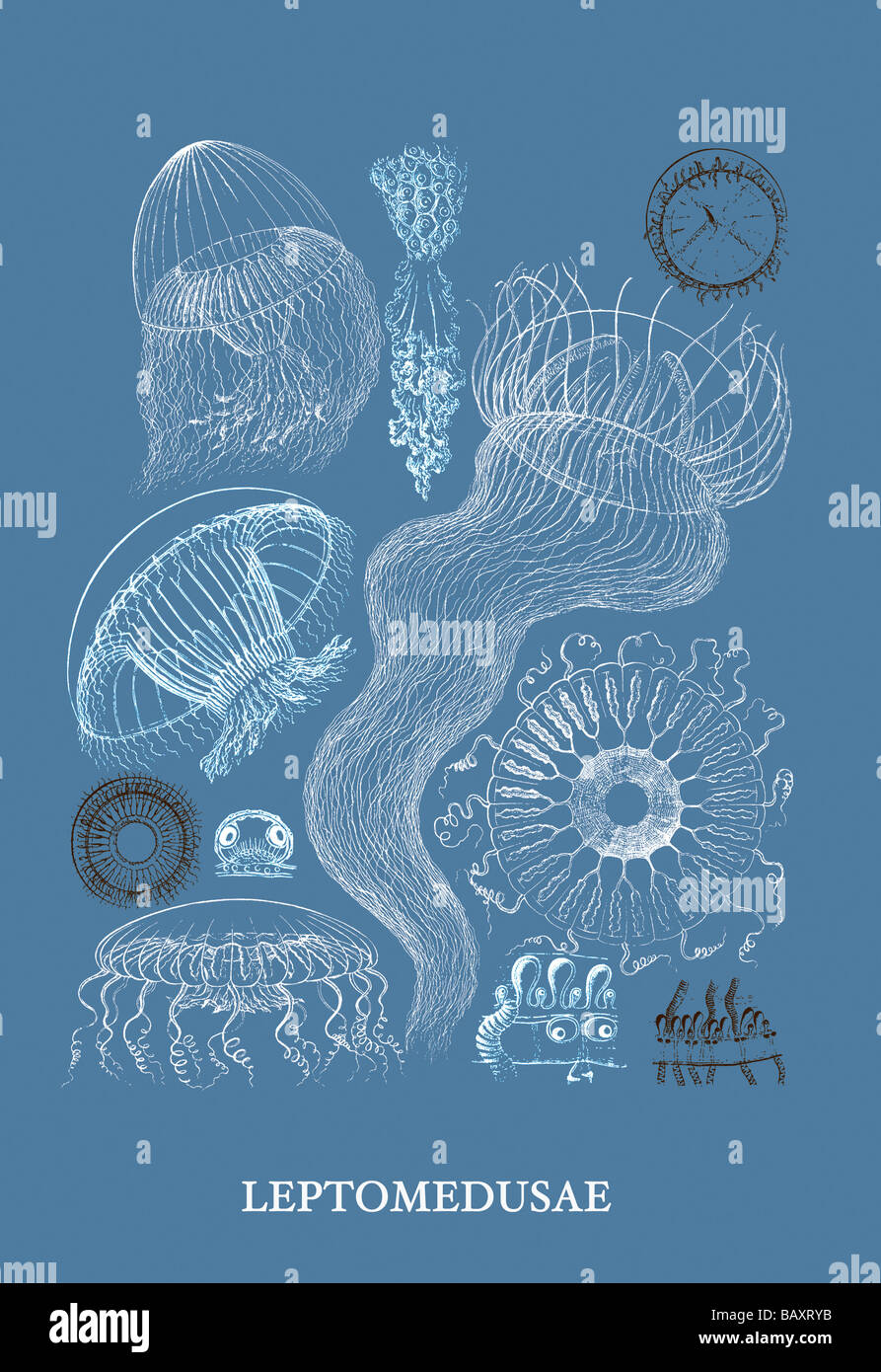 Jellyfish: Leptomedusae Stock Photo