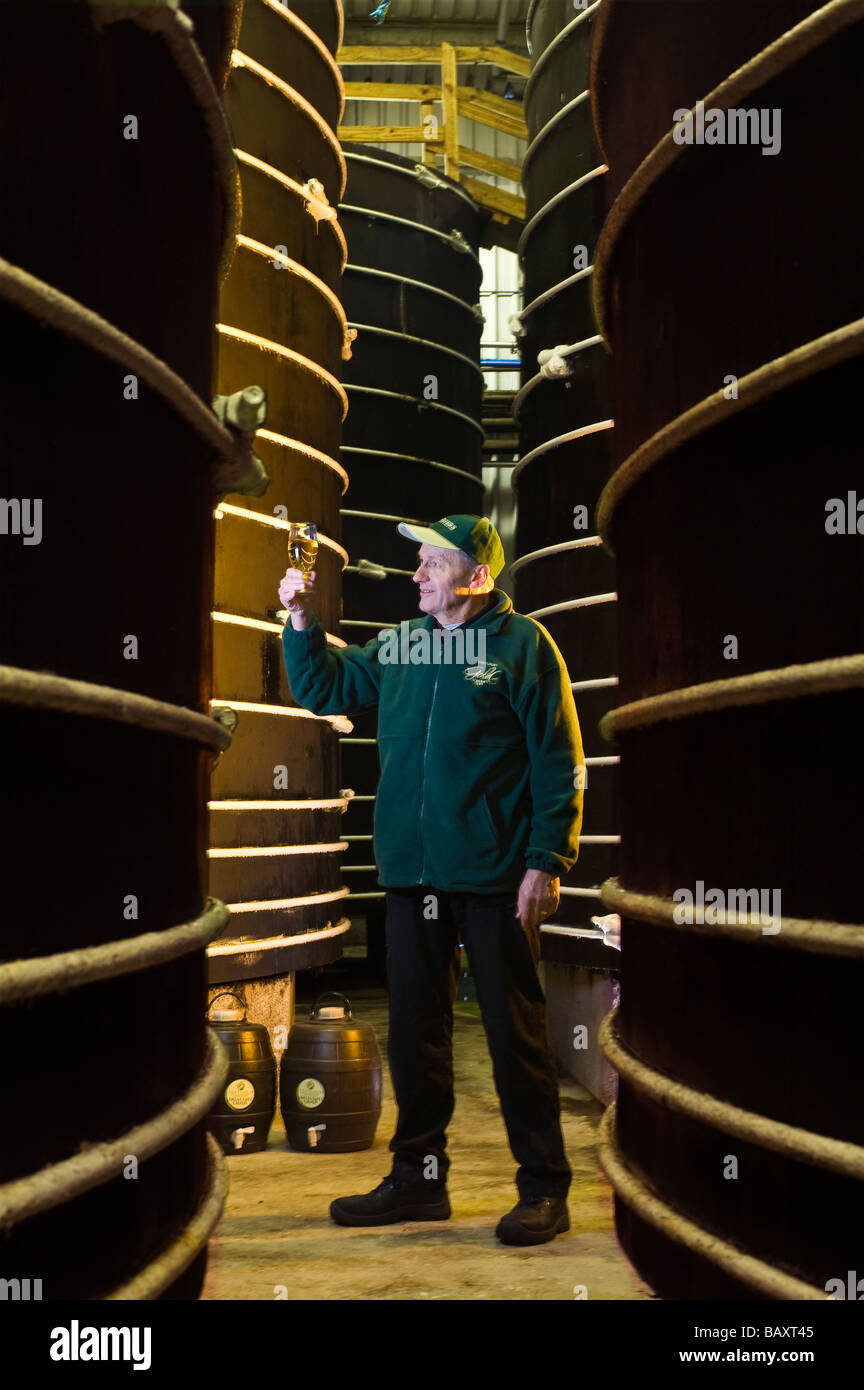 Worker checking cider amongst oak cider vats Thatchers Cider Sandford North Somerset England Stock Photo