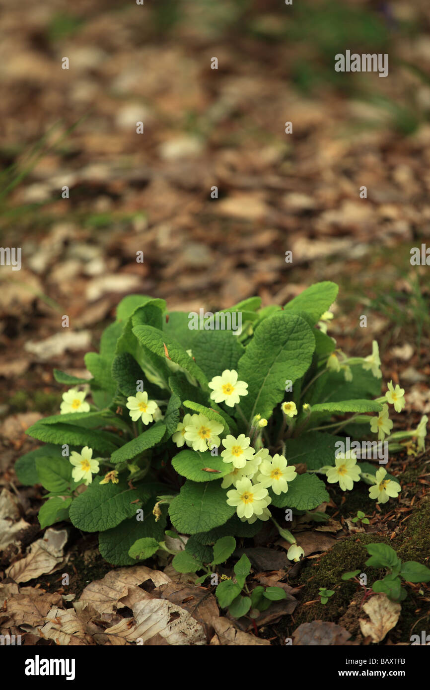 Close up of a woodland clump of wild yellow primroses against a blurred background, England, UK Stock Photo