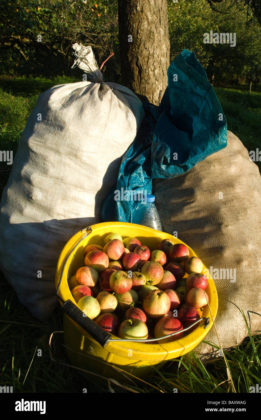 Cider apples collected by hand Wilkins Cider Orchard Landsend Farm Mudgley Wedmore Somerset England Stock Photo