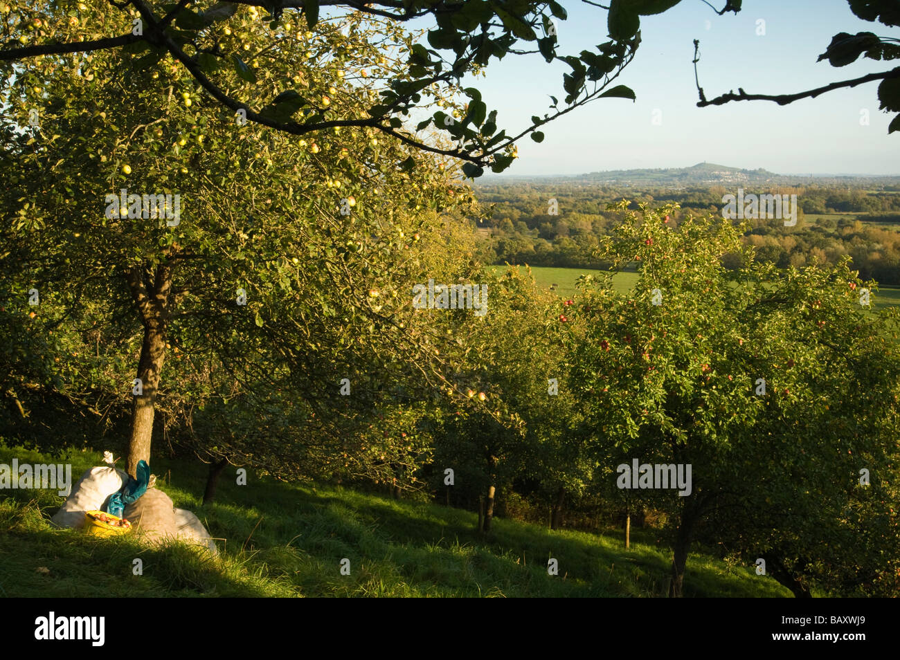 Cider apples collected by hand Wilkins Cider Orchard Somerset England Stock Photo