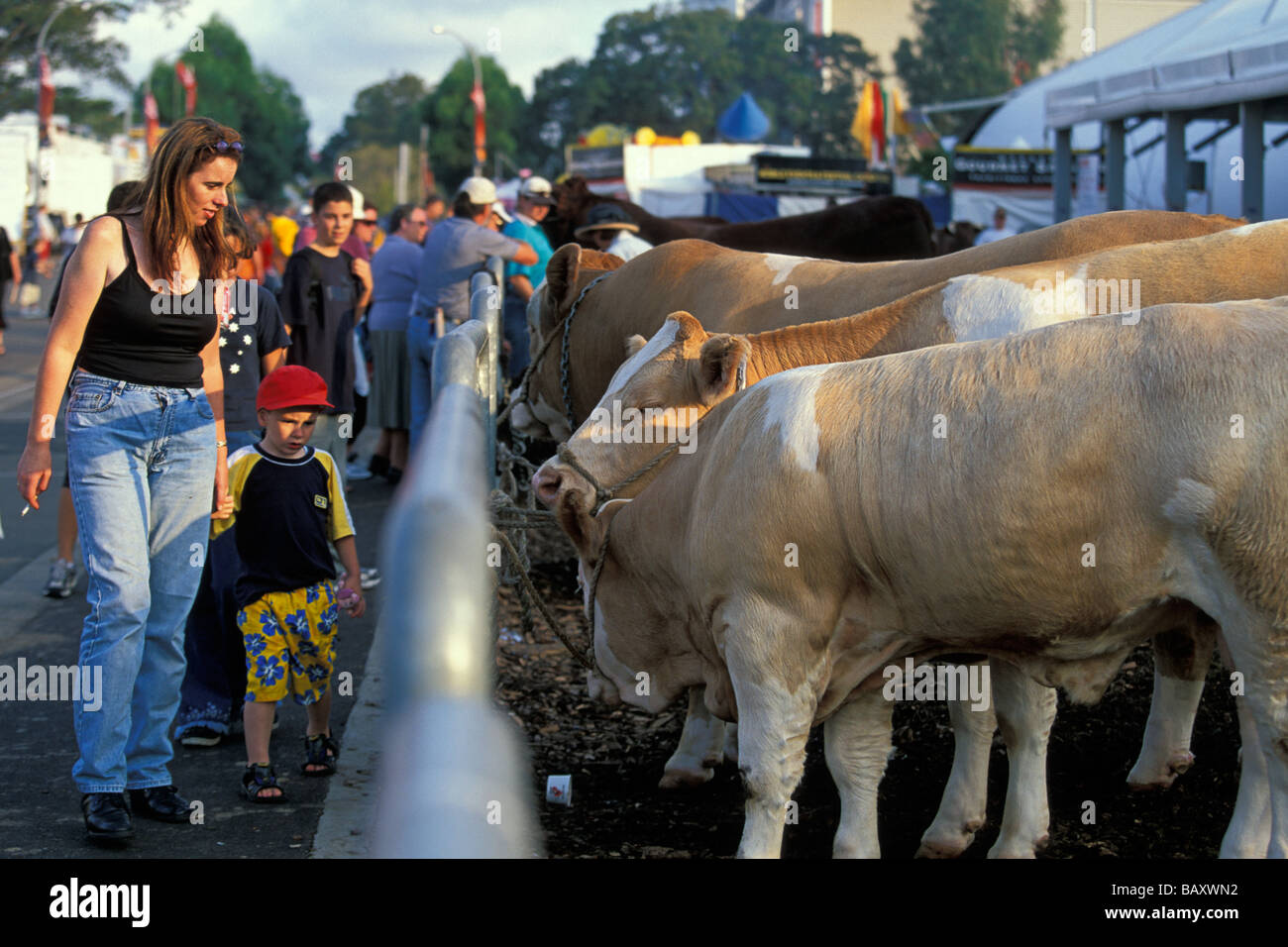 Woman and boy with cattle at the popular Sydney Royal Easter Show in Sydney Olympic Park Homebush Bay New South Wales Australia Stock Photo
