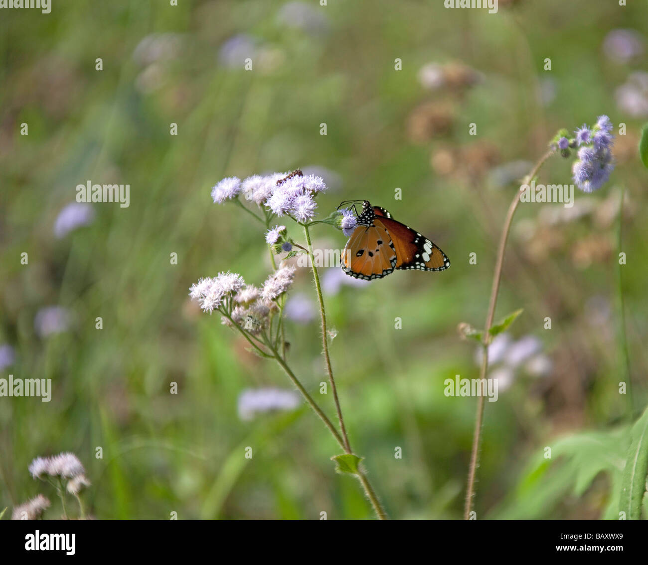 Female Danaid Eggfly  (Hypolimnas misippus) feeding on flower. Chitwan National Park. Nepal Asia. Stock Photo