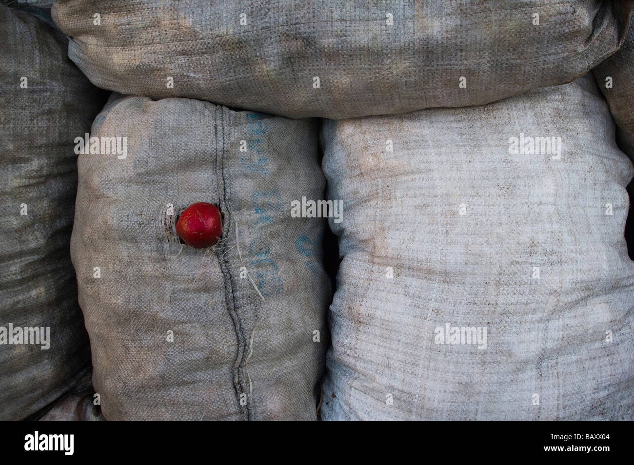 Sacks of hand collected cider apples awaiting pressing Wilkins Cider Orchard Somerset England Stock Photo