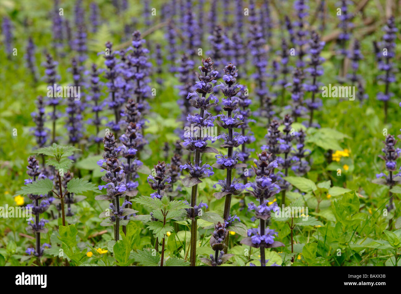 Bugle flowers hires stock photography and images Alamy