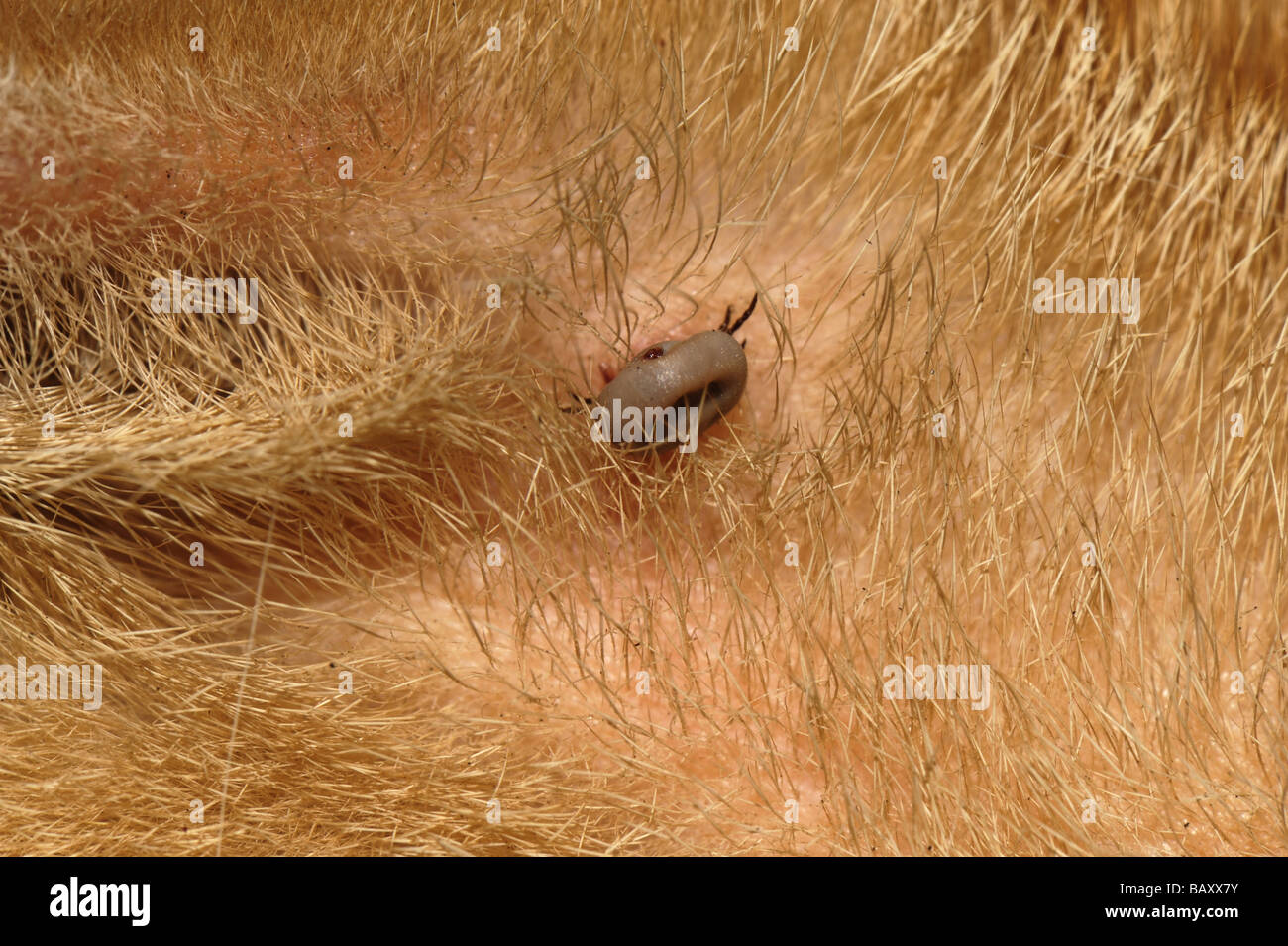 Sheep tick Ixodes ricinus not fully dilated but attached to a young cat Stock Photo