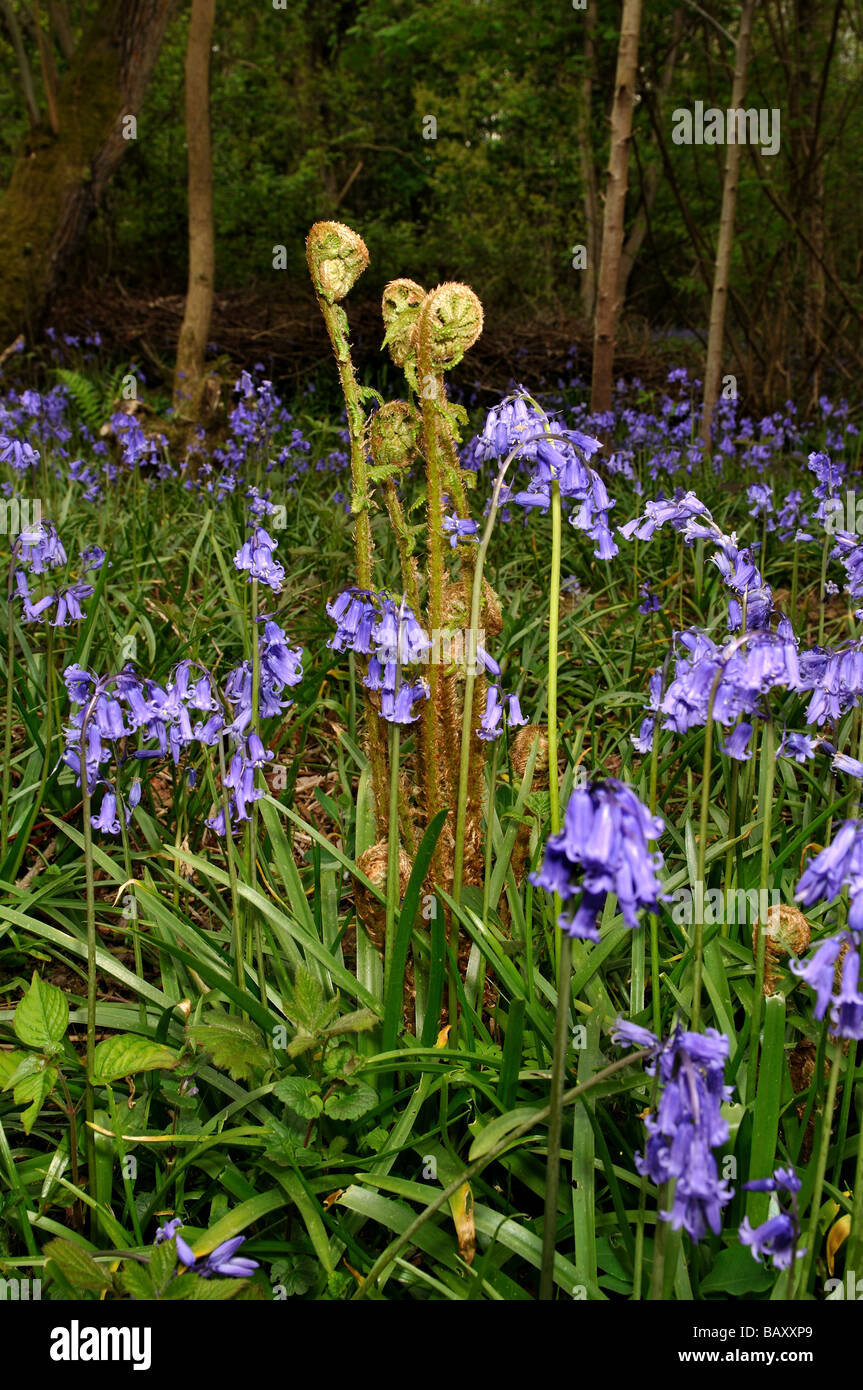 Ferns Flowers High Resolution Stock Photography And Images Alamy