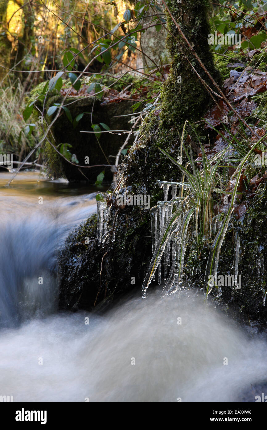 ice encrusted grass beside a small fast flowing woodland stream lots of movement in the water Limousin France Stock Photo