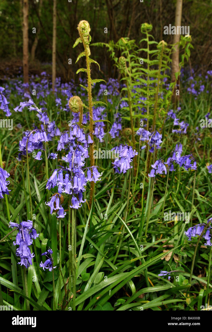 English Woodland Ferns High Resolution Stock Photography and Images - Alamy