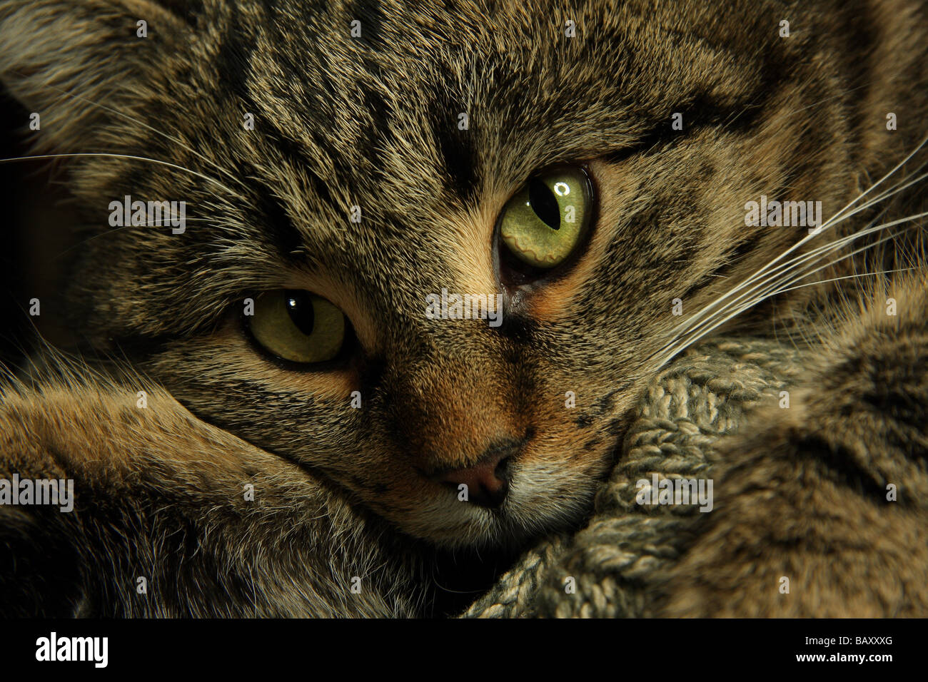 close up of a young tabby cat with its head resting on a pullover good eye contact Stock Photo
