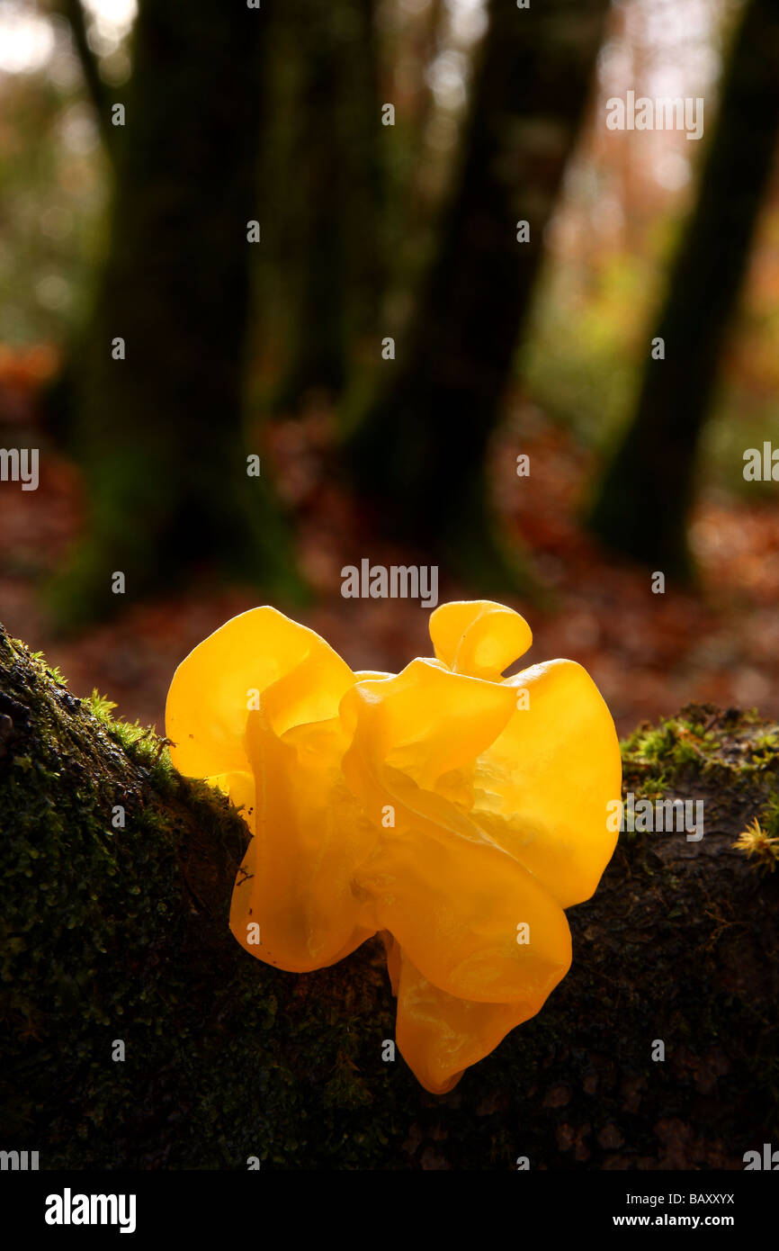 a beautiful example of a yellow brain fungus on a branch in woodland glowing with gentle back lighting Limousin France Stock Photo