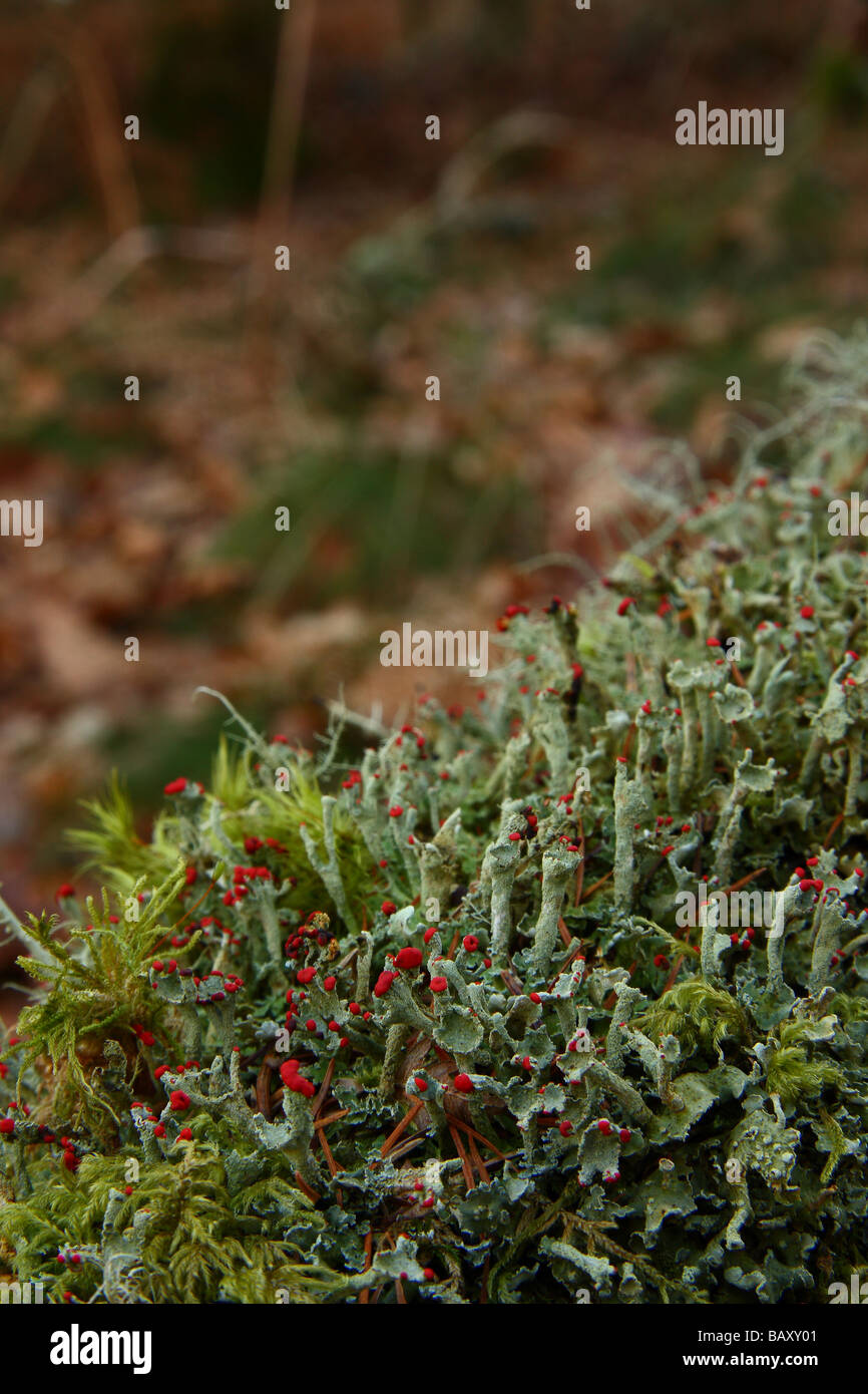 a group of Cladonia floerkeana litchen on a moss covered fallen branch Limousin France Stock Photo