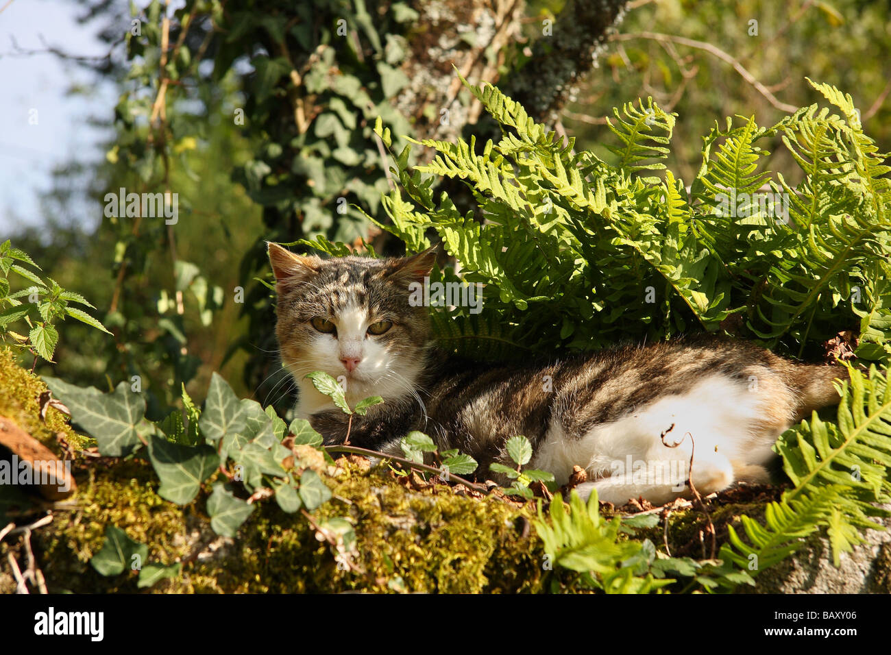 A tabby and white cat lying in dappled sun under ferns on an old stone wall Limousin France Stock Photo