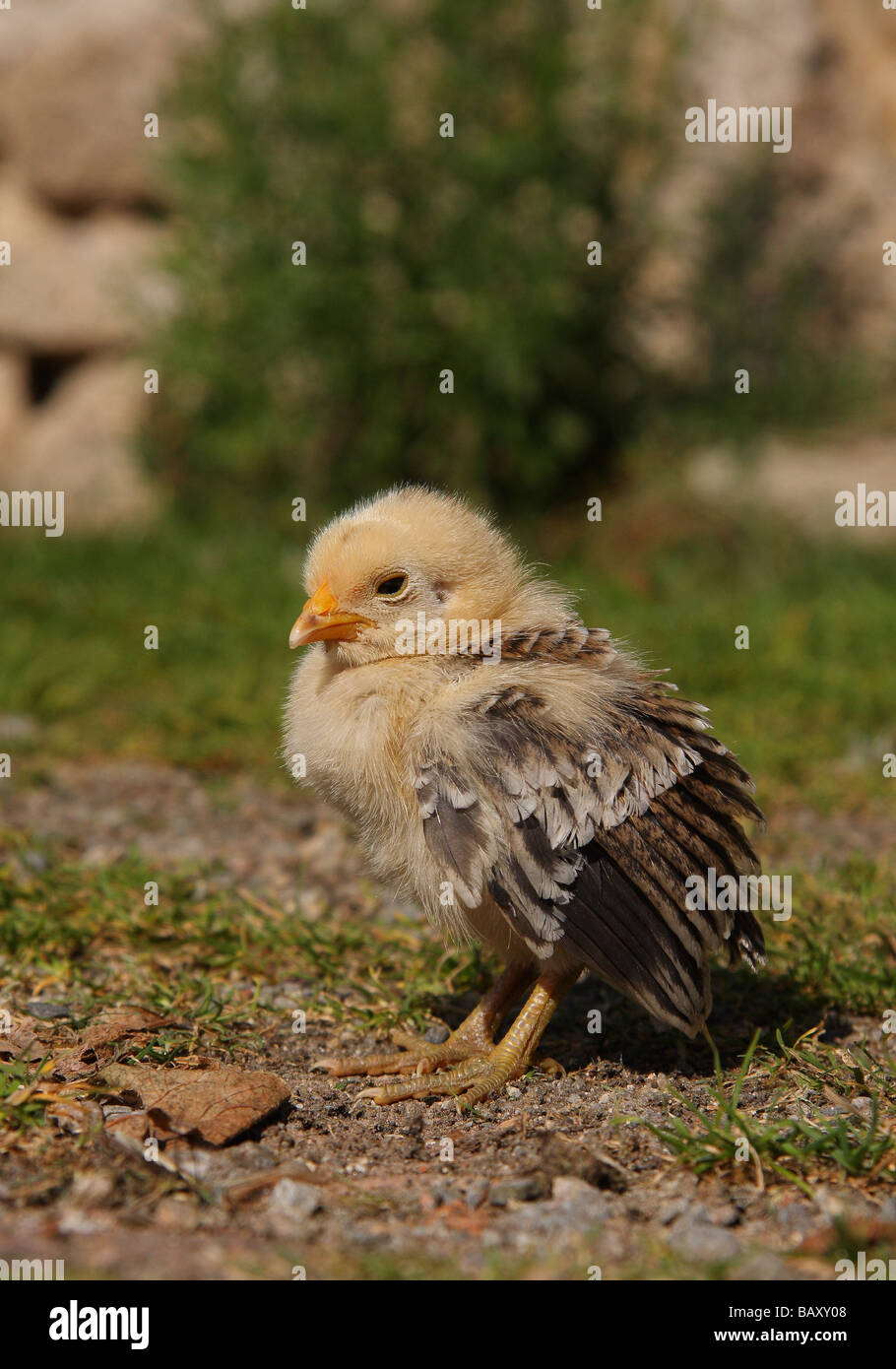 A sick young Bantam chick with its wings drooping Stock Photo