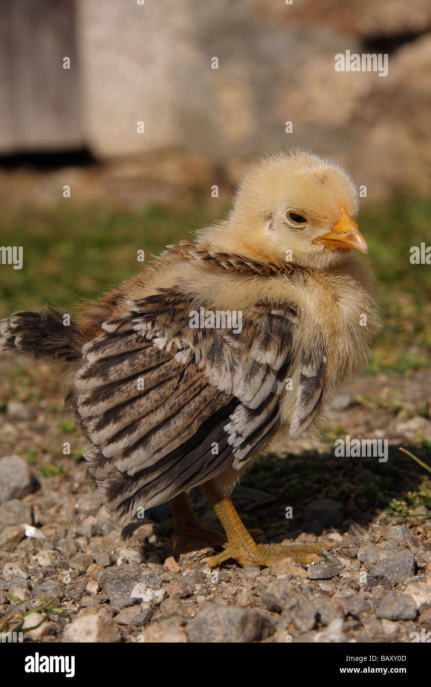 A sick young Bantam chick with its wings drooping Stock Photo